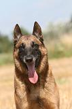 MALINOIS 955